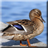 Охота на утку